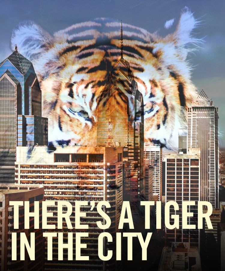 Tiger In The City